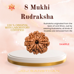 8 Mukhi Rudraksha Certified Original Bead